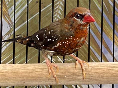 strawberry finch figgerits
